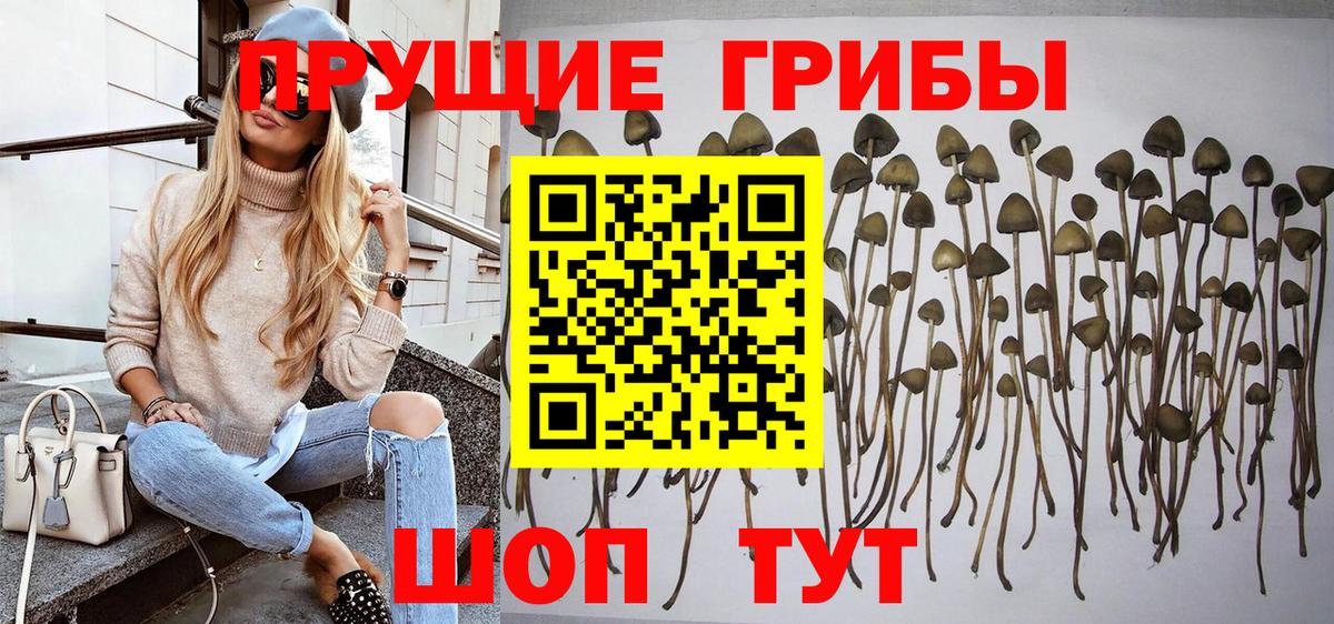 Псилоцибиновые грибы Psilocybine cubensis Черняховск