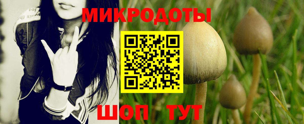 Галлюциногенные грибы Psilocybe  Вход с VPN  Черняховск 